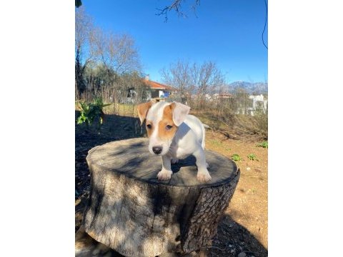 Irk ve sağlık garanti orjinal jack russell