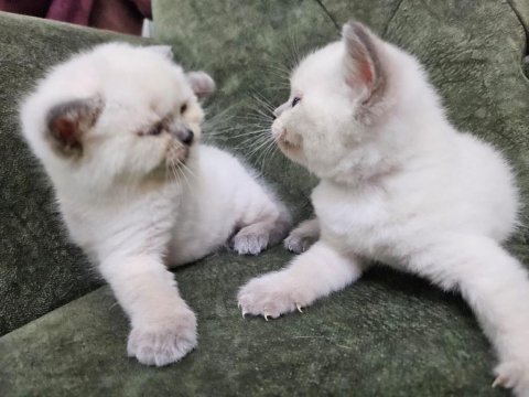 2 aylık tam eğitimli oyuncu şirin british longhair