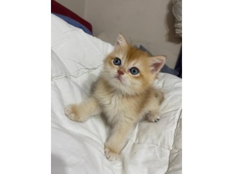 Tatlımı tatlı golden renginde kodlu safkan kedilerim