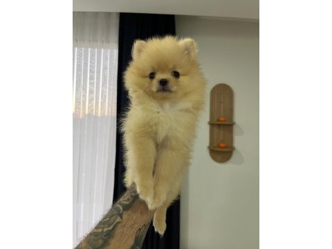 2 aylık pomeranian