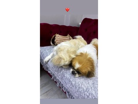 2 yaşında pekinez hamile