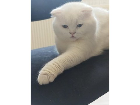 Beyaz scottish fold erkek