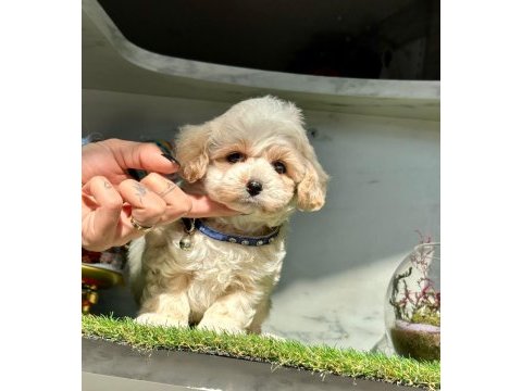 Dizayn ırk sevimli maltipoo yavrular