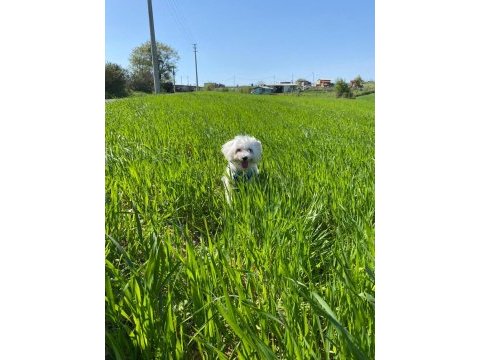1 yaşındaki terrier tuvalet eğitimli erkek köpeğim