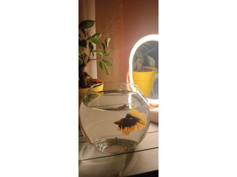 Betta balığı