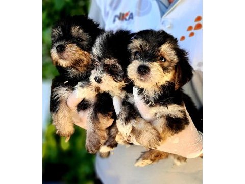 Morkie yavrularımız harika bebişler