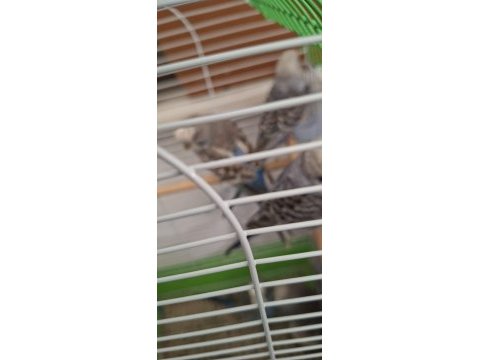 7 yavru muhabbet kuşu