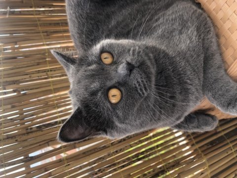 British shorthair kedimiz
