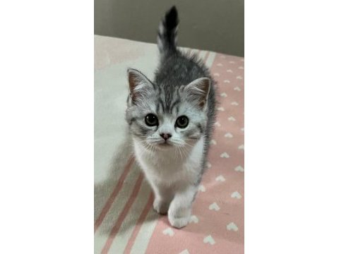 Güzel yavru dişi kedimiz yeni yuvasını bekliyor