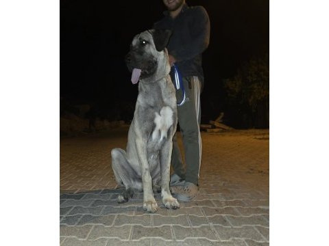 10 aylık erkek kangal çok kalite