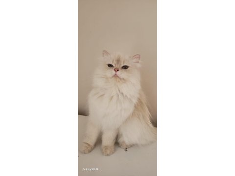 Şecereli yetişkin british longhair kediler