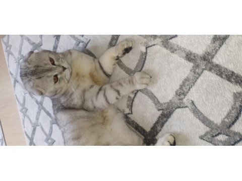 Ücretsiz kısırlaşma şartı ile scottish fold sahiplendirme