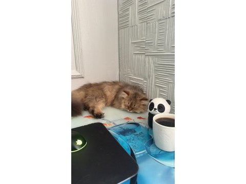 Ücretsiz british longhair 10 aylık