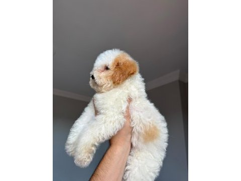 Acil sahiplendiriliyor poodle köpeğimiz