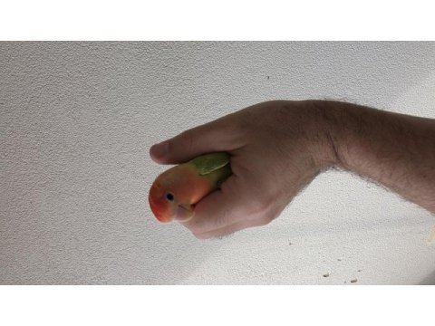 Kendi üretimim nitelikli sevda papağanı