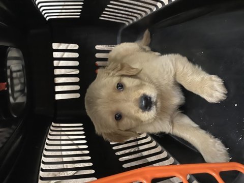 Bebek yüz golden retriever dişi