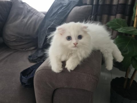 Yavru scottish fold