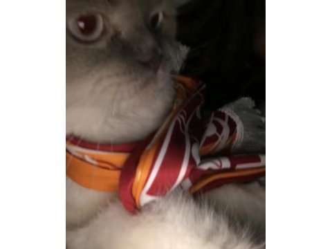 3.5 yaşında erkek scottish fold blue point