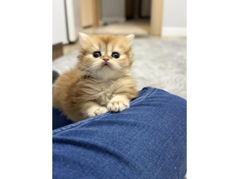 2 aylık yavrularımız golden british longhair