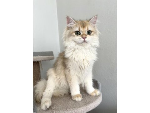 British longhair golden ny13 erkek 7 aylık