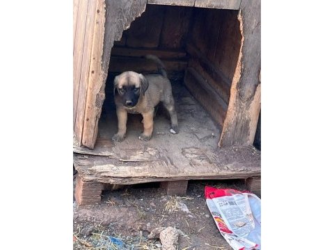 Kangal yavrularımız mevcut