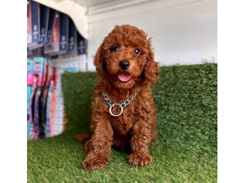 Premium toy poodle