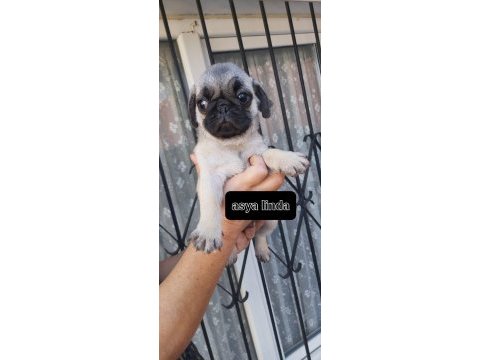 Pug mops bebekler