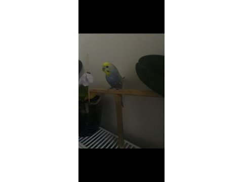 Uygun ister tek ister toplu 3 adet muhabbet uygundur