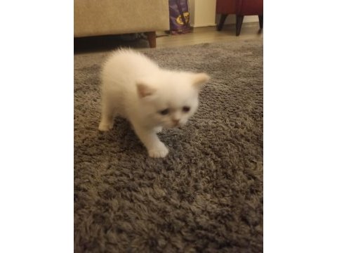 Scottish fold erkek yavru kedimiz