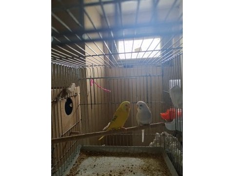 9 aylık erkek tek, bir çift eş muhabbet kuşu