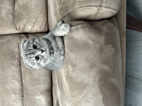 Scottish fold
