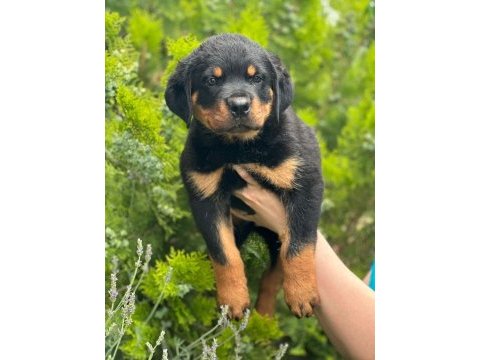 Rottweiler yavru köpeğimiz