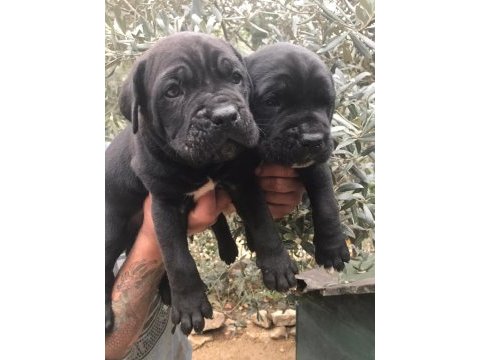 Siyah dev cane corso yavrularım
