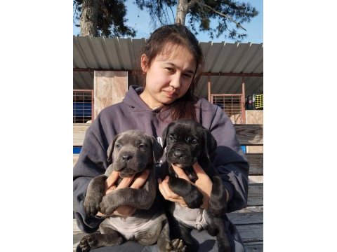Cane corso yavrularımız çiftliğimızden