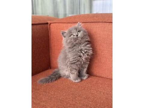 A kalite british longhair yavrumuz