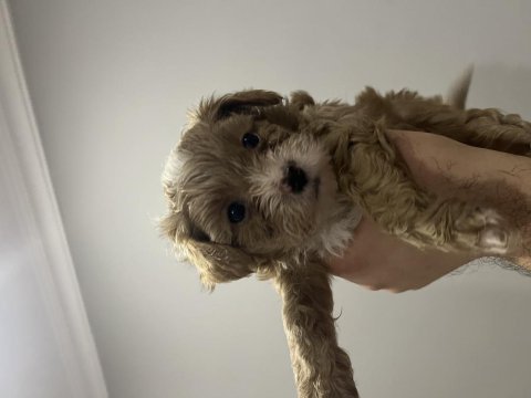 Toy poodle yavrular