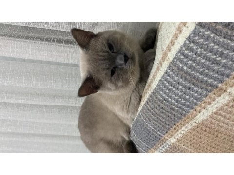 Kedimize kızgınlık dönemine girdiği için bir dişi arıyoruz