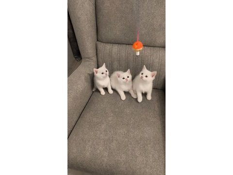 British shorthair bebekler