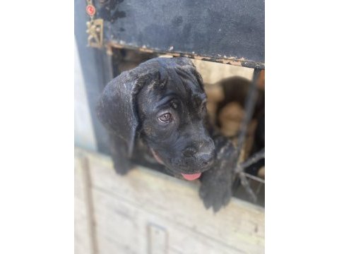 A scr kıf belgeli blender şampiyon dede cane corso torunları