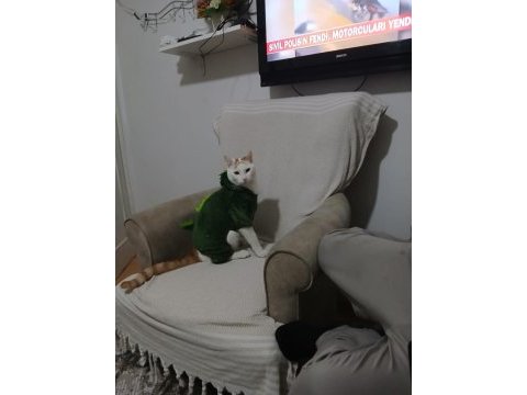 Dost canlısı kedimiz