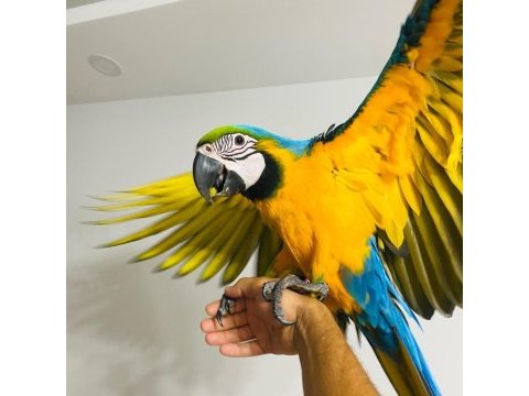 Sarı lacivert macaw ara papağanları