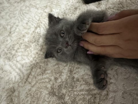 Scottish fold ve british yavrular