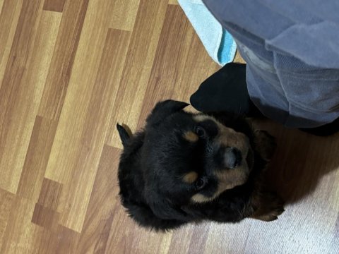Irk garantili macar rottweiler