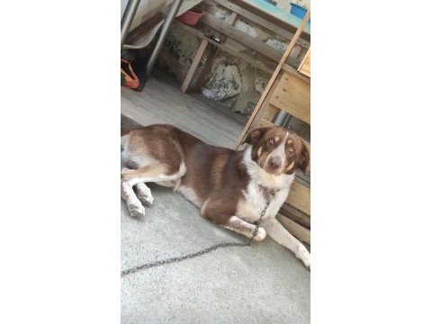 Köpeğimiz acil ücretsiz sahiplendirme