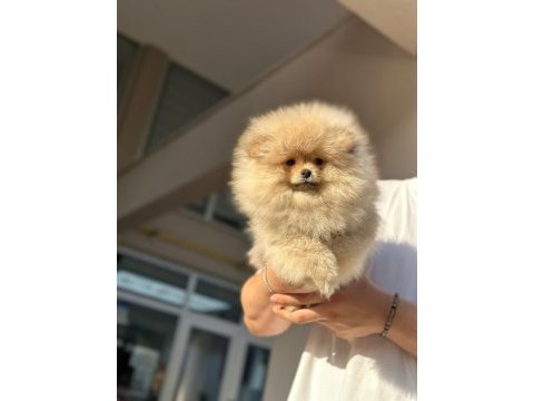 Bursa pomeranian teddy bear ( boo)