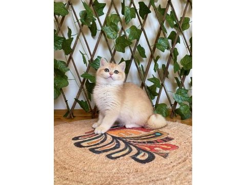 Ny12 dişi irina british shorthair golden
