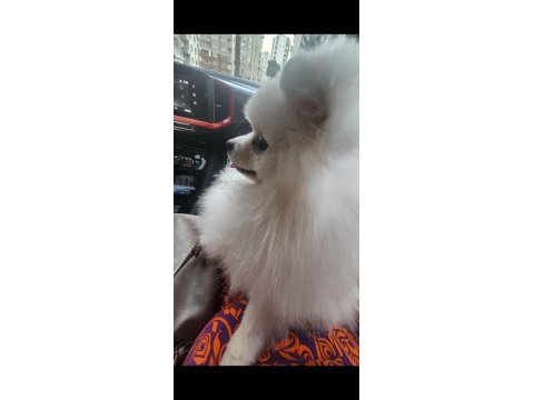 Minyatür pomeranian boo erkek 1 yaş boy 25 cm