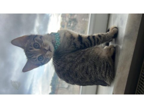 Minik tekir kızımıza yuva arıyoruz