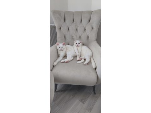 Scottish fold yavru