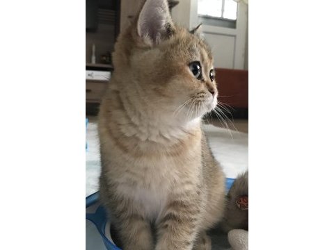British shorthair
